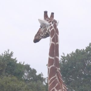 A popular charity issue, saving game in Africa. A giraffe in a game park in Kenya