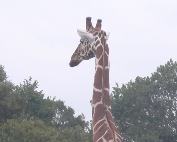 A popular charity issue, saving game in Africa. A giraffe in a game park in Kenya