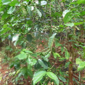 Coffee plantation in Kenya. (c) Christian von Hiller