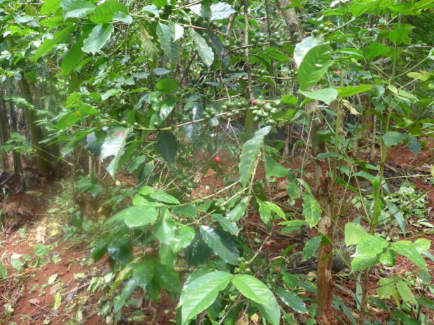Coffee plantation in Kenya. (c) Christian von Hiller