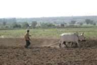 Hard labour, low output: Traditional farmer in Ethiopia