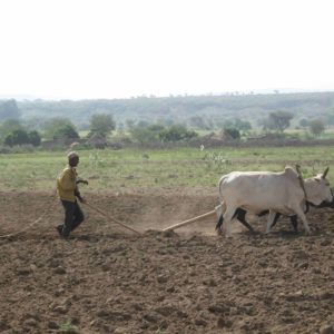 Hard labour, low output: Traditional farmer in Ethiopia