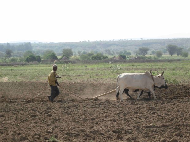 Hard labour, low output: Traditional farmer in Ethiopia